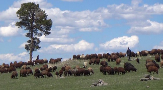 igdir’dan-sarikamis’a-gocerlerin-zorlu-yayla-yolculugu-(4).jpg