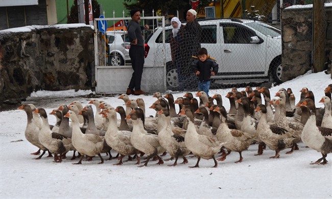 kar-yedikten-sonra-kesilen-kazlar-kargoyla-sofralara-ulasiyor-(3).jpg