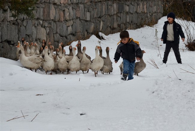 kar-yedikten-sonra-kesilen-kazlar-kargoyla-sofralara-ulasiyor-(4).jpg
