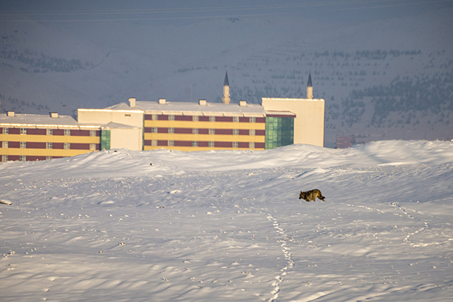 kars’ta-ac-kurtlar-sehir-merkezine-indi-(2).jpg