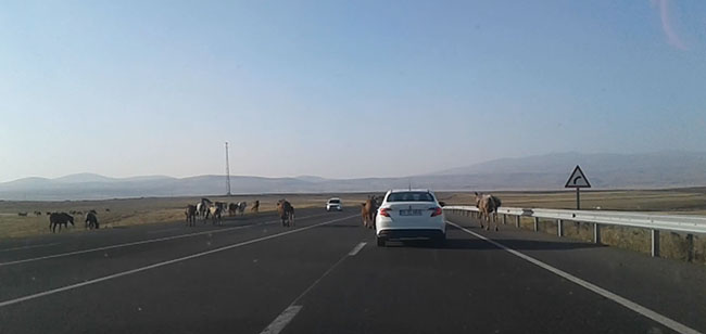 kars’ta-basibos-atlar-tehlike-yaratiyor-(1).jpg