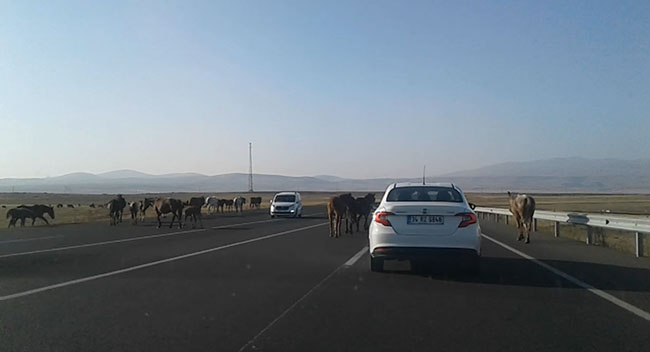 kars’ta-basibos-atlar-tehlike-yaratiyor-(2).jpg