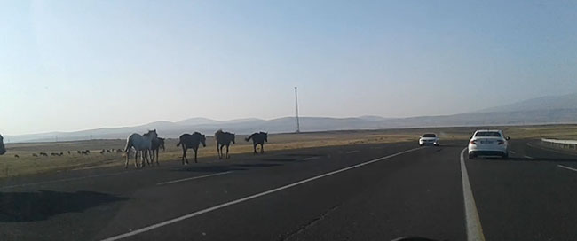 kars’ta-basibos-atlar-tehlike-yaratiyor-(4).jpg