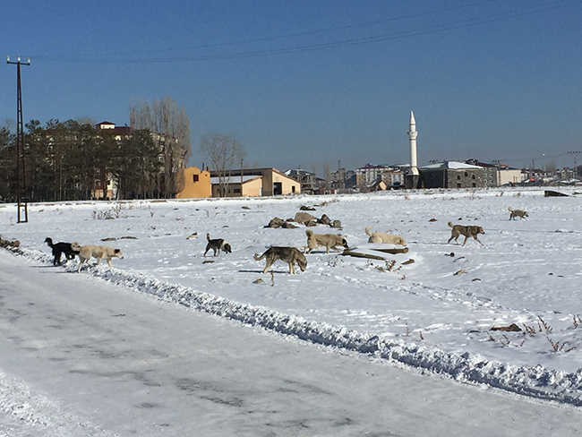 kars’ta-basibos-kopek-tehlikesi-(2).jpg