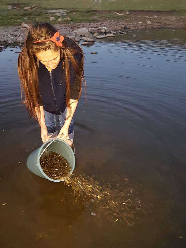kars’ta-gollere-100-bin-yavru-sazan-baligi-birakildi-(6).jpg