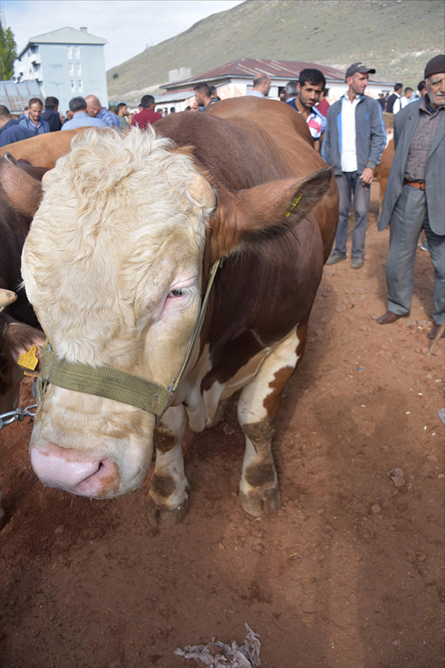 kars’ta-hayvan-pazarinin-tosunlari-alicilarini-bekliyor-(4).jpg