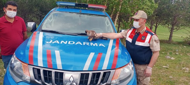 kars’ta-jandarma-ekipleri-yarali-ari-sahinini-kurtardi-(5).jpg