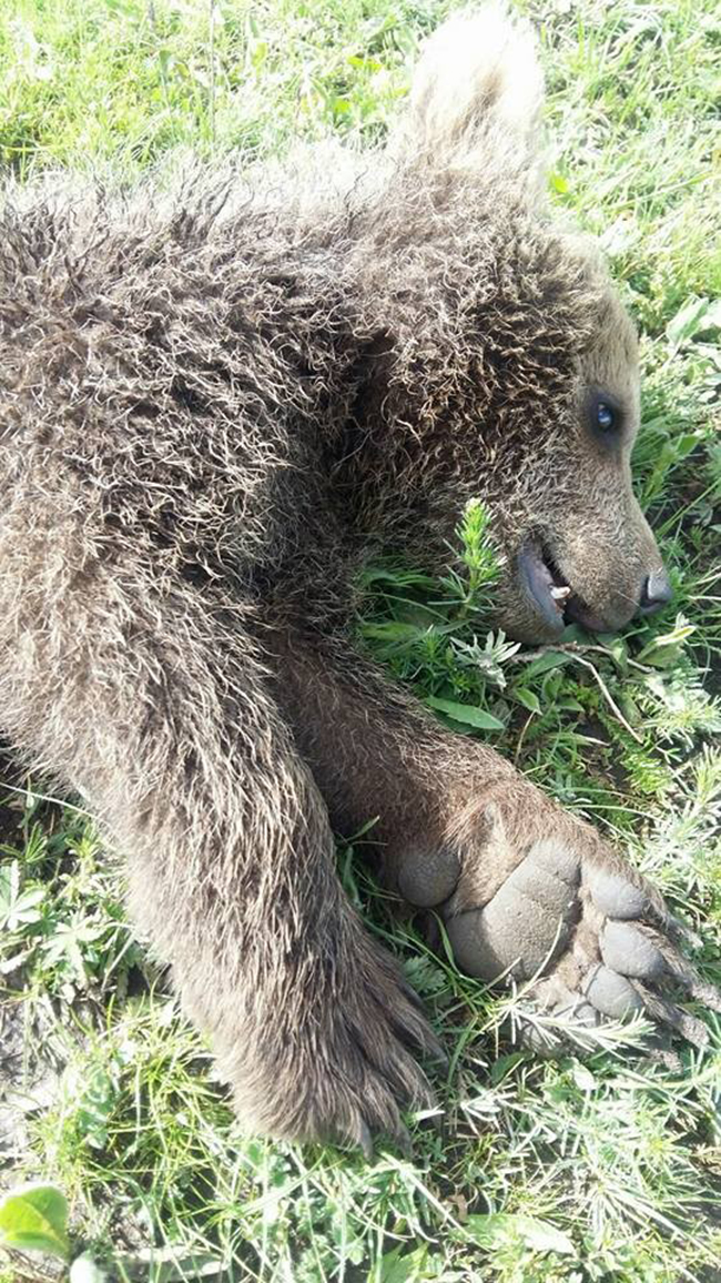 kars’ta-kopeklerin-saldirdigi-yavru-ayi-tedavi-altina-alindi -(3).jpg