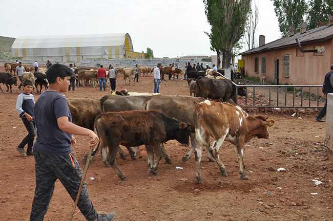 kars’ta-kurbanliklar-pazara-indi--(13).jpg