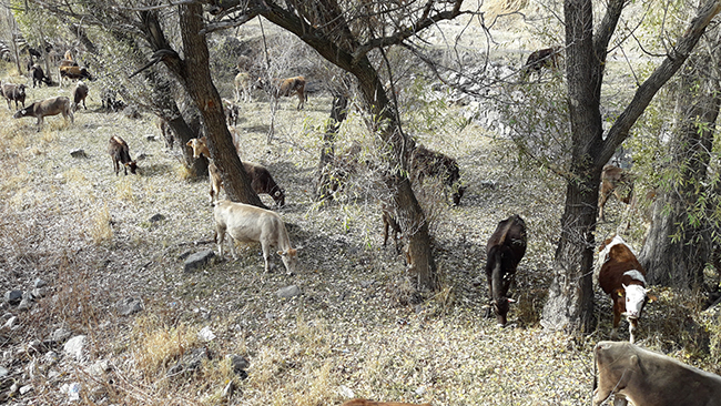 kars’ta-sicak-hava-en-cok-hayvancilikla-ugrasanlara-yaradi--(2).jpg