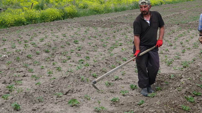 kars’ta-soguk-hava-bostancilari-olumsuz-etkiledi-(3).jpg