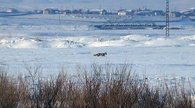kars’ta-tilkilerin-av-mesaisi-basladi--(3).jpg