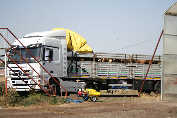 kars’tan-80-ile-kurban-sevkiyati--(4).jpg