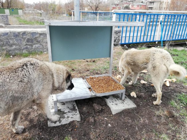 kars-belediyesi,-turkiye’deki-bircok-sehirde-oldugu-gibi-muhtelif-sehirdeki-muhtelif-yerlere-besleme-noktalari-olusturarak-sokak-hayvanlarinin-magdur-etmeme-adina-besleme-calismalarini-surduruyor-(2).jpg