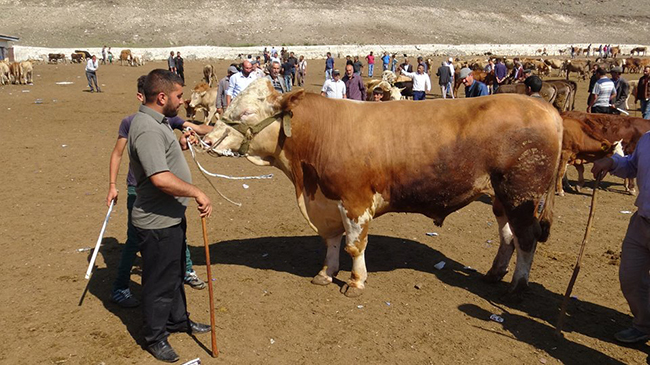 kars-hayvan-pazarinin-krali-alicisini-buldu-(2).jpg
