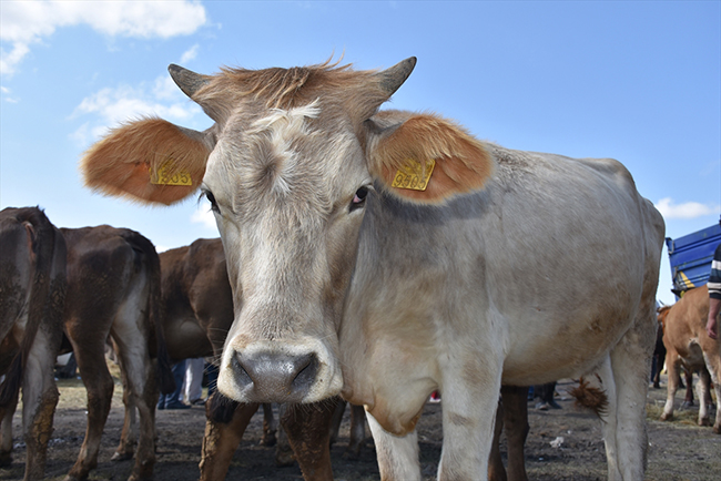 kars-hayvan-pazarlarinda-siki-pazarliklar-yasaniyor-(4).jpg