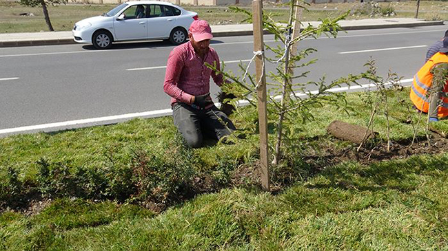 kars-karayollari-refujlerde-cimleme-ve-agac-dikimi-yapiyor-(1).jpg