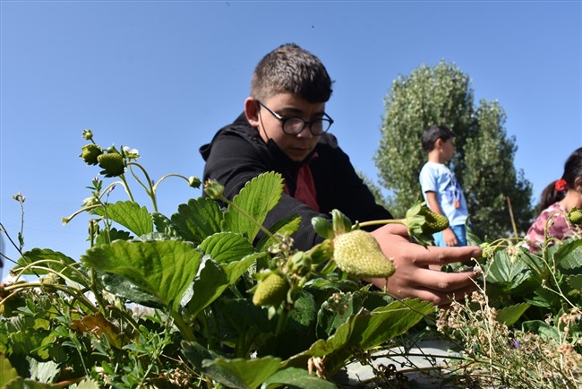 karsli-ogrenciler,-okul-bahcesindeki-serada-organik-sebze-ve-meyve-uretiyor-(17).jpg