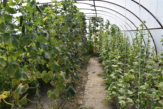karsli-ogrenciler,-okul-bahcesindeki-serada-organik-sebze-ve-meyve-uretiyor-(2).jpg