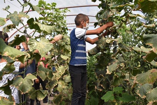 karsli-ogrenciler,-okul-bahcesindeki-serada-organik-sebze-ve-meyve-uretiyor-(4).jpg