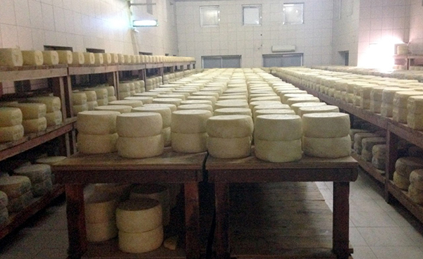 karsli-peynir-ureticileri,-isvicre’deki-peynirciligi-inceledi-(3).jpg