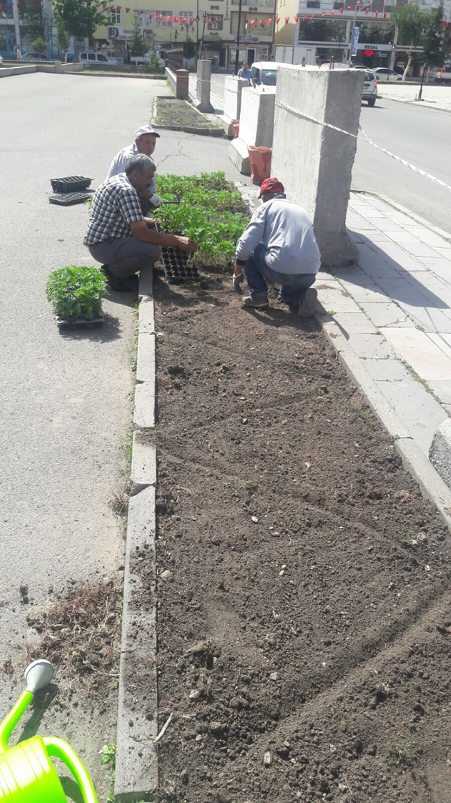 karsta-30-bin-mevsimlik-cicek-ekimi-yapiliyor-(4).jpg
