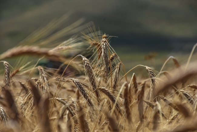 karsta-alternatif-yem-bitkisi-tritikale-uretimi-yayginlasiyor-(1).jpg
