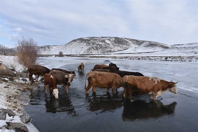 karsta-besiciler-caydaki-buzlari-kirarak-hayvanlarina-su-veriyor-(1).jpg