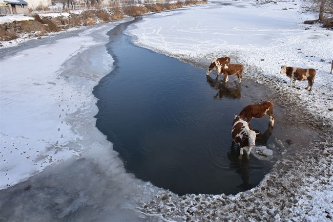 karsta-besiciler-caydaki-buzlari-kirarak-hayvanlarina-su-veriyor-(2).jpg