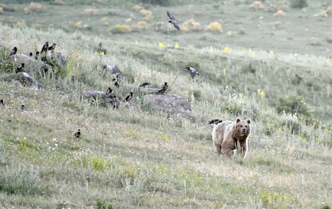 karsta-boz-ayilarin-yiyecek-arayisi-(7).jpg