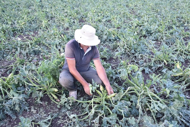 karsta-dolu,-ekili-tarim-arazilerine-zarar-verdi-(4).jpg
