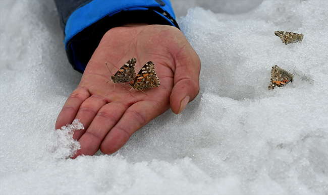 karsta-kar-uzerinde-gorulen-kelebekler-saskinlik-yaratti-(2).jpg