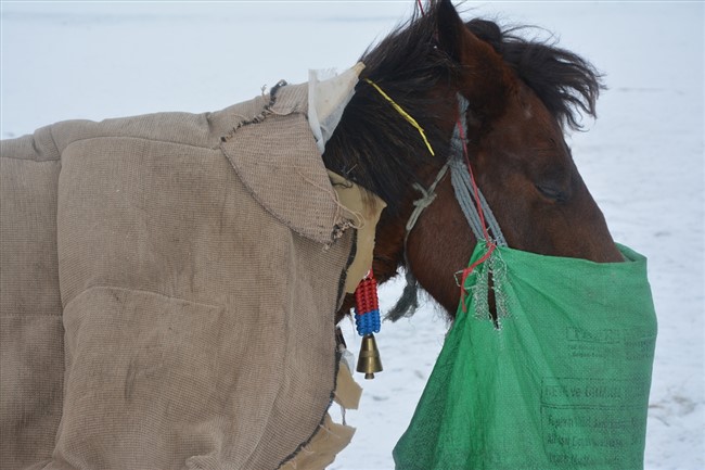 karsta-kizak-atlarina-battaniyeli-koruma-(4).jpg