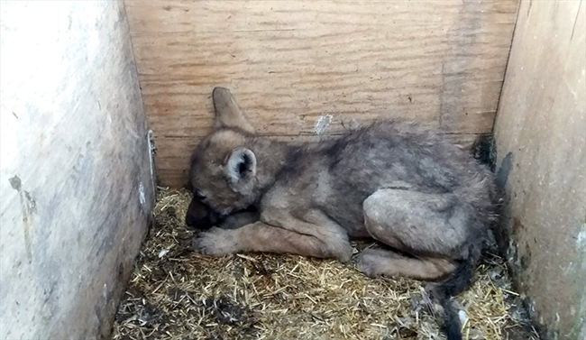 karsta-koylulerden-kurt-yavrusuna-sefkat-eli-(2).jpg