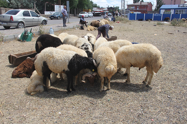 karsta-kurbanlik-satisi-devam-ediyor-(2).jpg