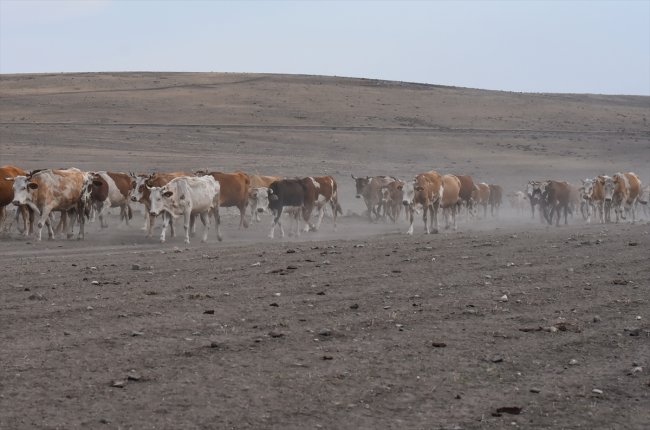 karsta-sut-ineklerinin-tozlu-yolculugu-(3).jpg