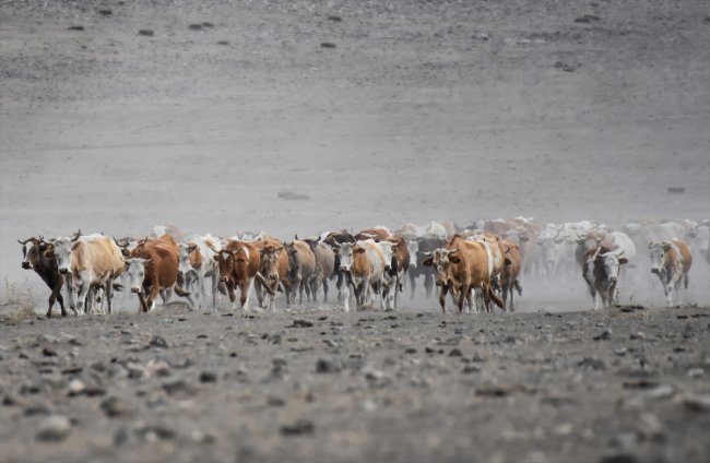 karsta-sut-ineklerinin-tozlu-yolculugu-(4).jpg