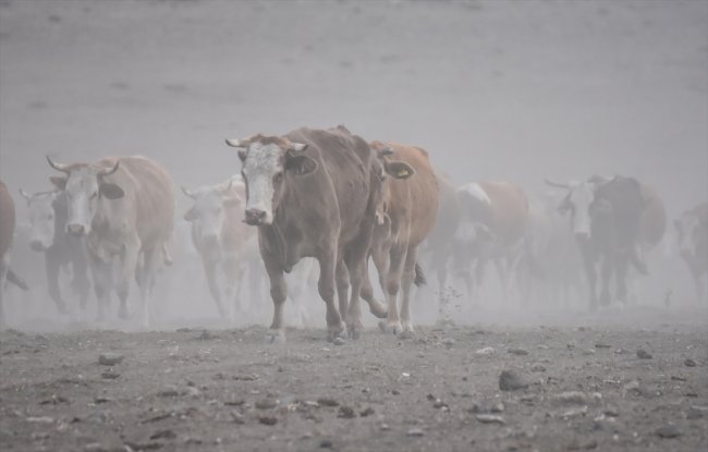 karsta-sut-ineklerinin-tozlu-yolculugu-(5).jpg
