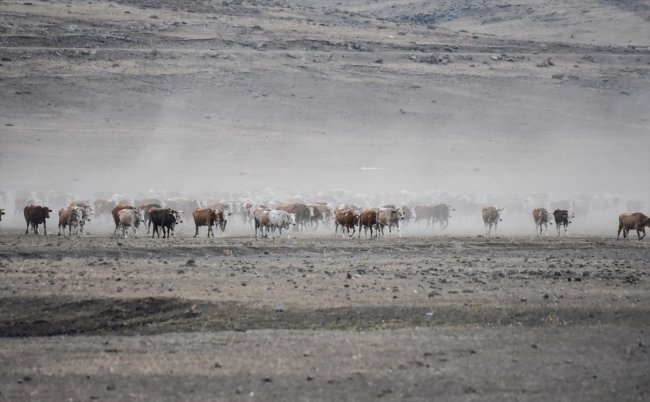 karsta-sut-ineklerinin-tozlu-yolculugu-(6).jpg