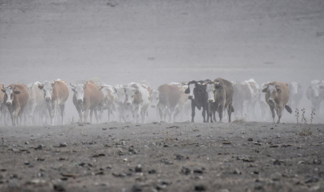 karsta-sut-ineklerinin-tozlu-yolculugu-(7).jpg