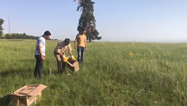 karsta-tedavileri-tamamlanan-yavru-tilkiler-ve-keklikler-doga-birakildi--(3).jpg