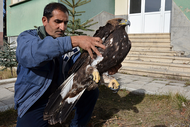 karsta-yarali-bulunan-kartal-tedavi-altina-alindi-(2).jpg