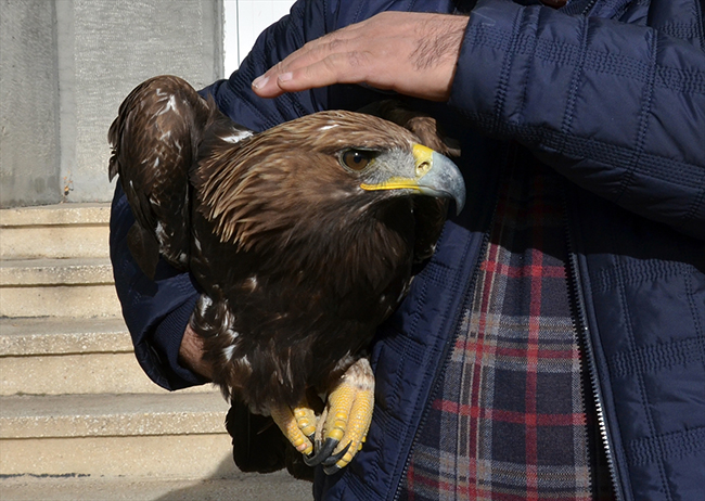 karsta-yarali-bulunan-kartal-tedavi-altina-alindi-(4).jpg