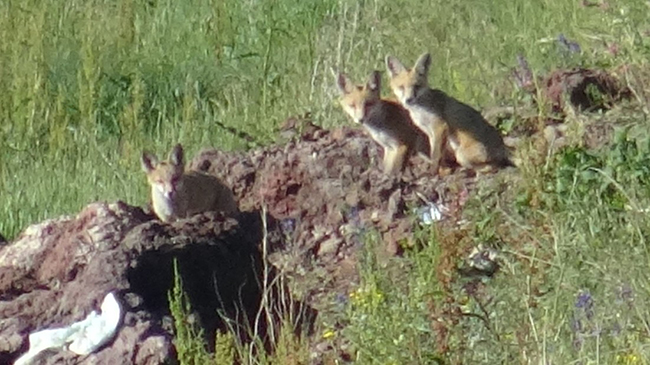 karsta-yavru-tilkiler-annelerinin-yiyecek-getirmesini-yuvalari-uzerinde-bekliyor-(2).jpg