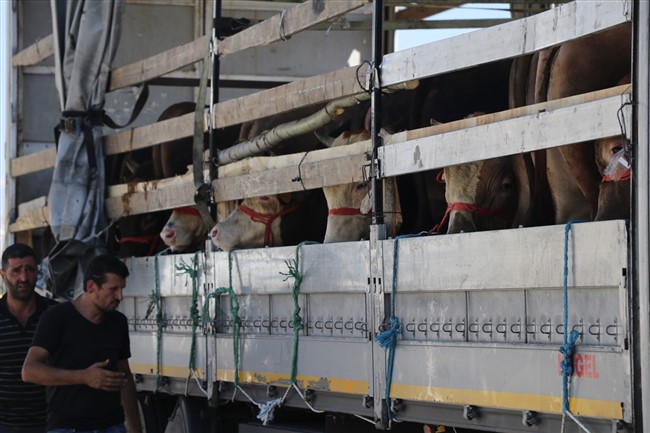 karstan-istanbula-kurbanlik-sevki!-(7).jpg
