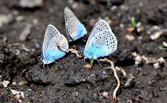 kirmizi-ve-mavi-kelebekler-sehitler-diyarina-ayri-guzellik-katiyor-(10).jpg