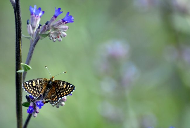kirmizi-ve-mavi-kelebekler-sehitler-diyarina-ayri-guzellik-katiyor-(11).jpg