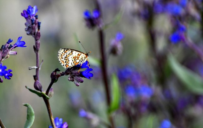 kirmizi-ve-mavi-kelebekler-sehitler-diyarina-ayri-guzellik-katiyor-(12).jpg