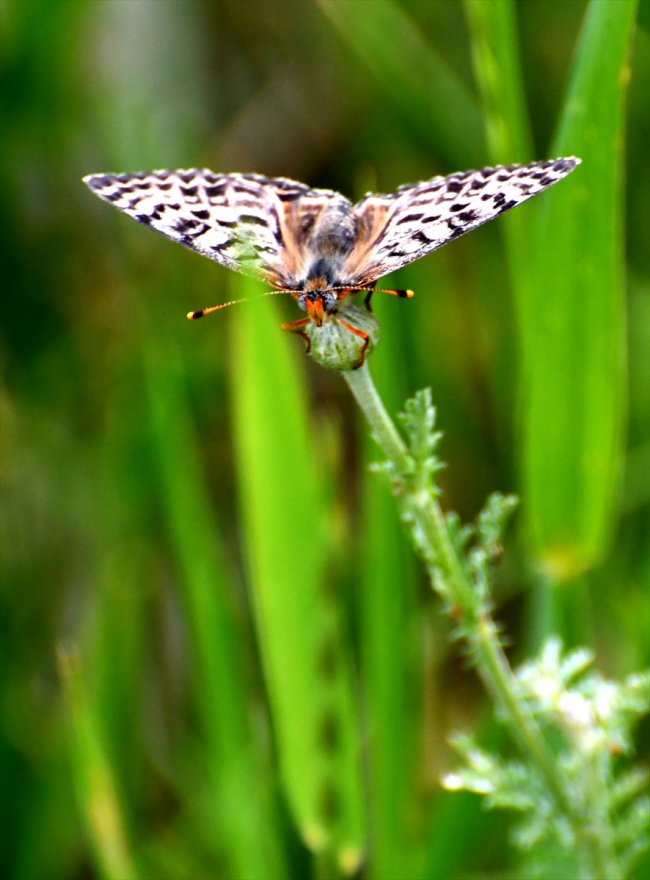 kirmizi-ve-mavi-kelebekler-sehitler-diyarina-ayri-guzellik-katiyor-(6).jpg