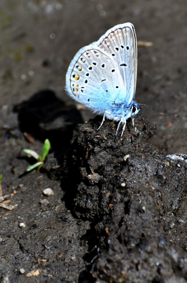 kirmizi-ve-mavi-kelebekler-sehitler-diyarina-ayri-guzellik-katiyor-(9).jpg